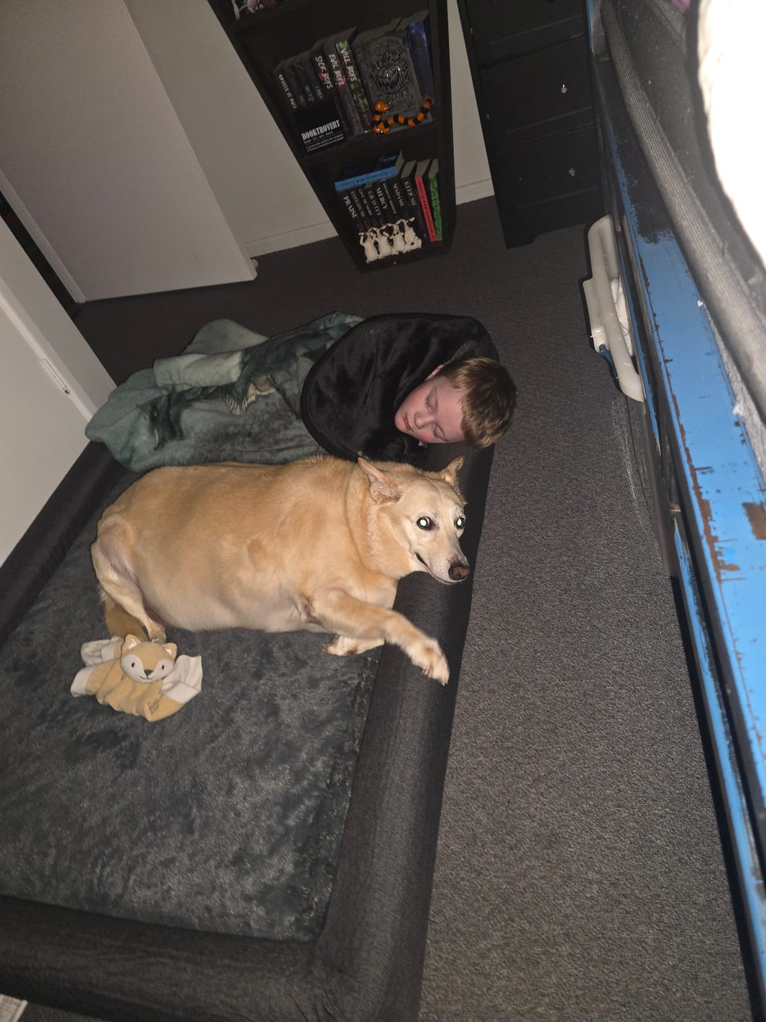 Customer photo review of Premium Memory Foam Calming Dog Bed