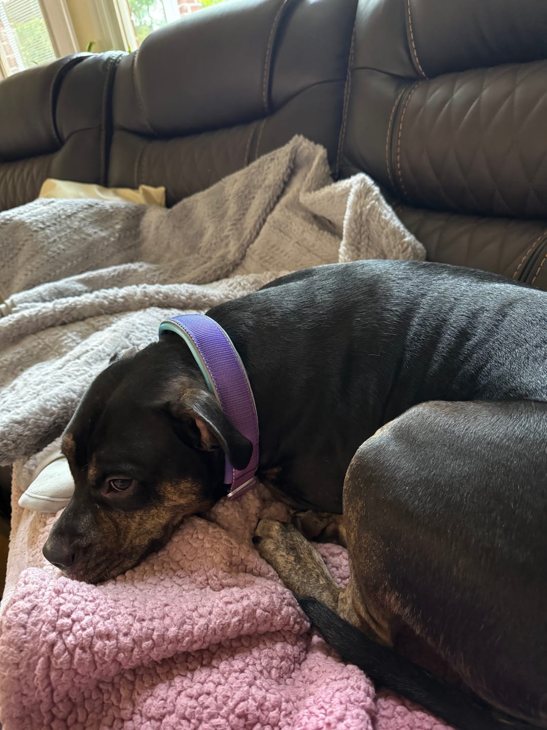 Customer photo review of Cushioned Martingale Collars