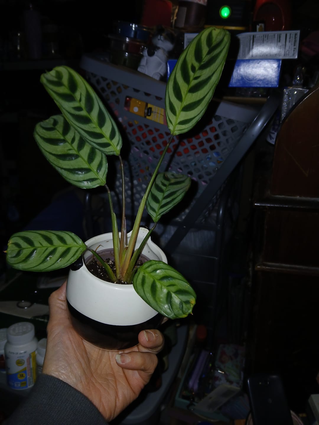 Customer photo review of Calathea Burle Marx in a 3” Nursery Pot - Maranta Amabilis Burle Marxii Starter Plant - Air Purifier Houseplant - Calathea Fishbone Prayer Plant