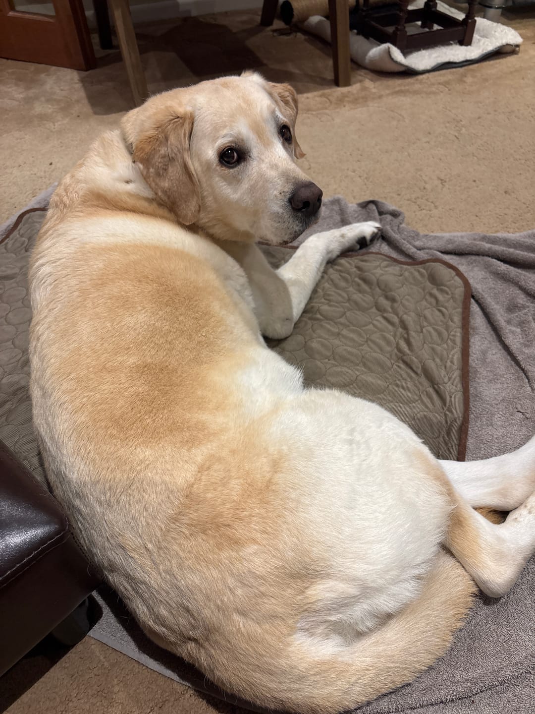 Customer photo review of collagen for dogs