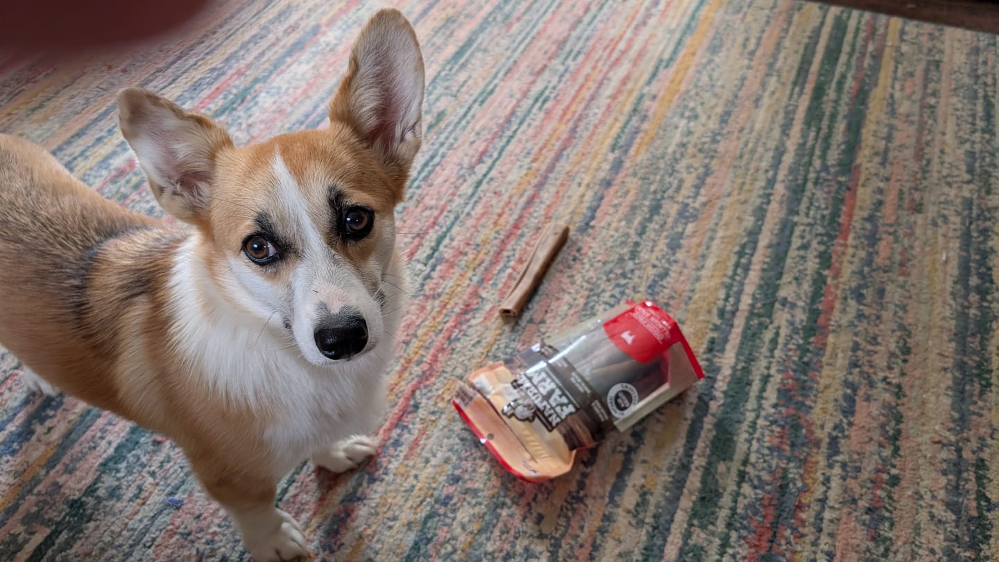 Customer photo review of 6 Inch Beef Collagen Sticks