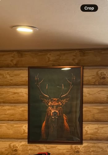 Customer photo review of Highland Stag Print