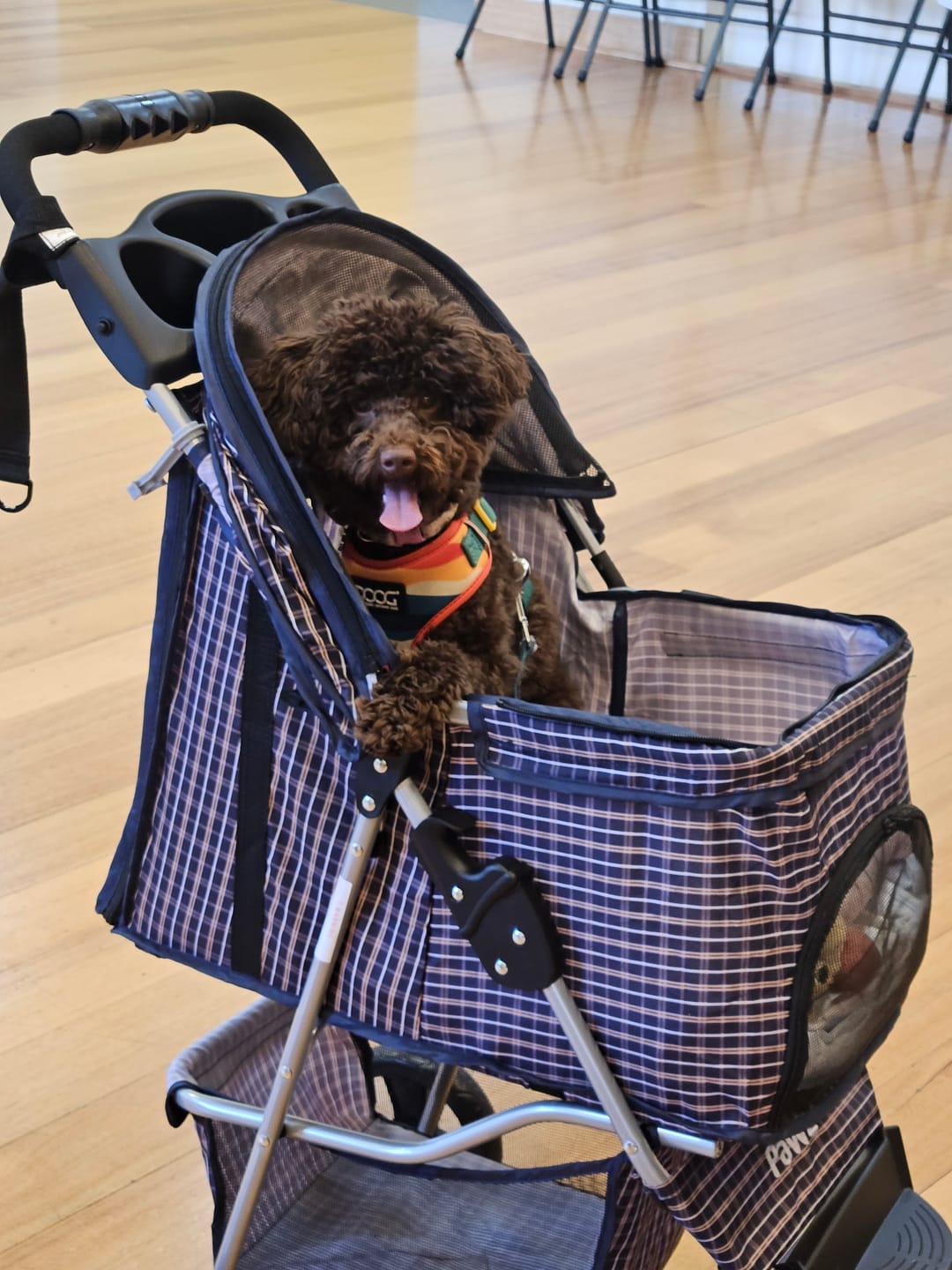 Customer photo review of Large Dog Stroller - 3 Wheels