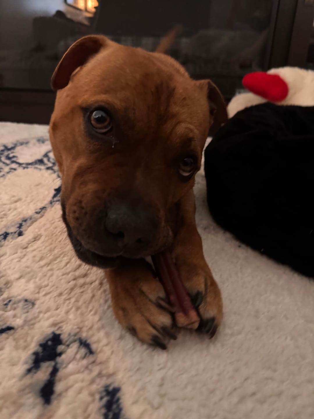 Customer photo review of 12 Inch Monster Bully Stick