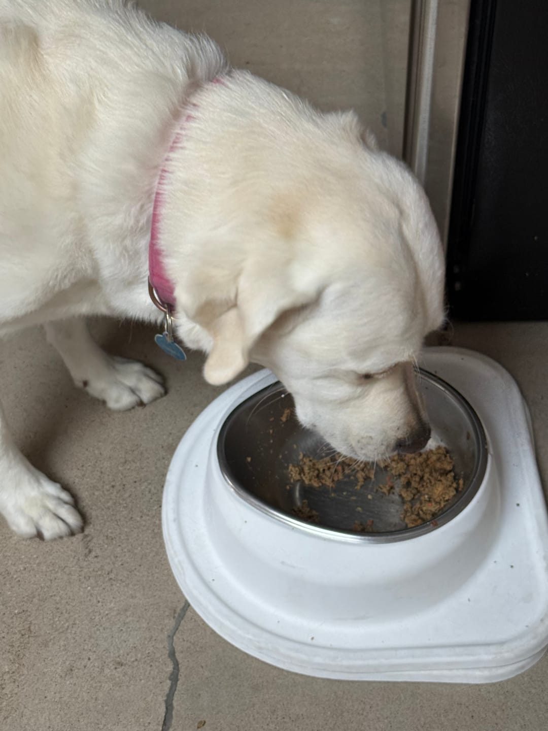 Customer photo review of Beef Recipe for Dogs - 16oz