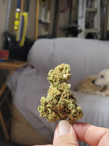 Alien OG - Minis - 28 Grams - Indica photo review