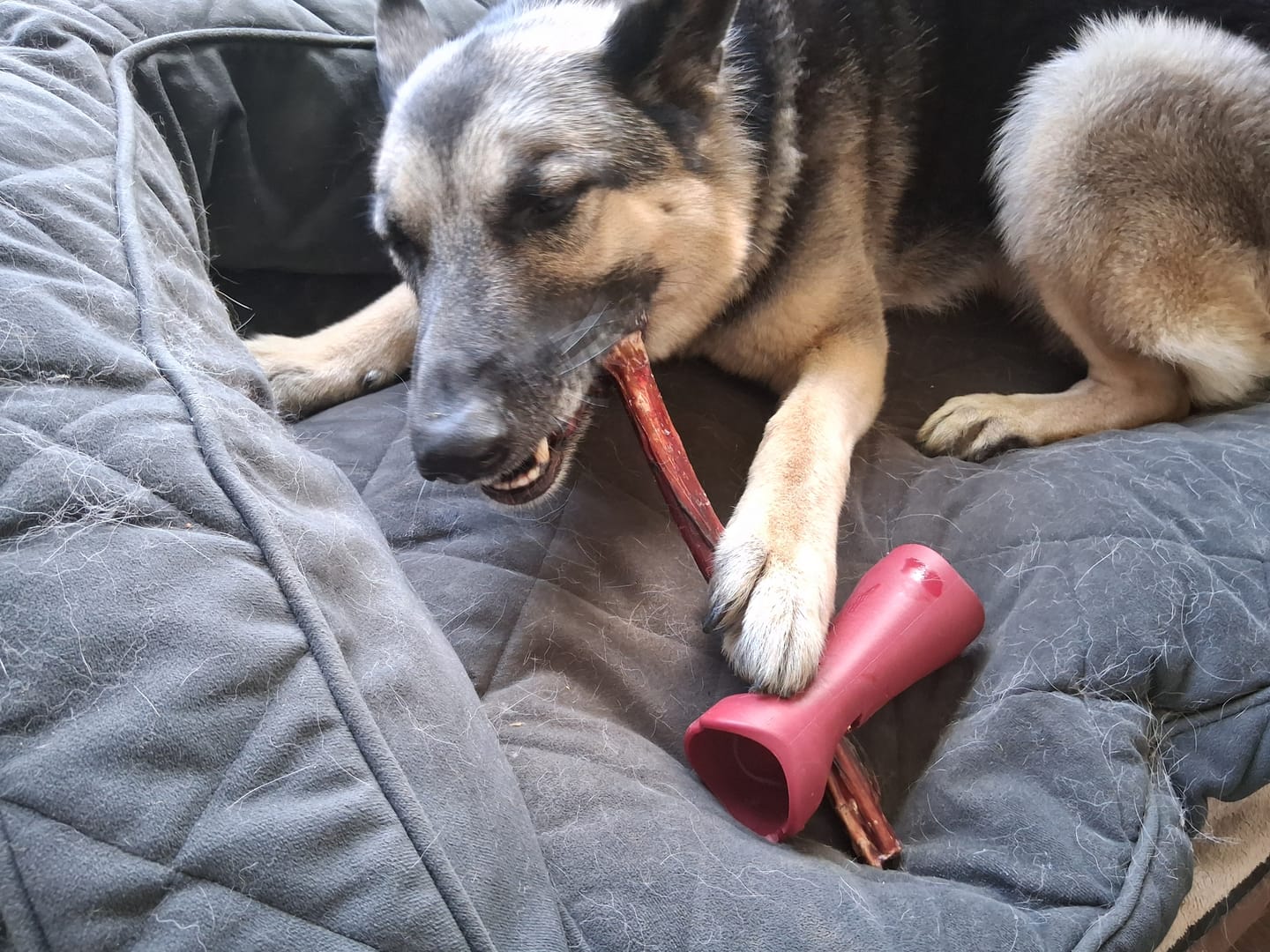 Customer photo review of 10-12 Inch Champion Chew