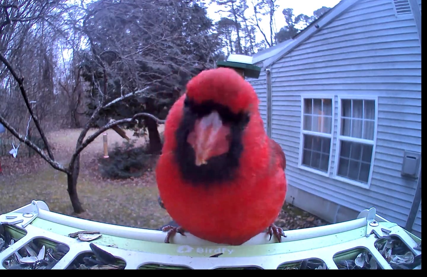 Customer photo review of Birdfy Feeder Metal - Smart Metal Feeder with Camera