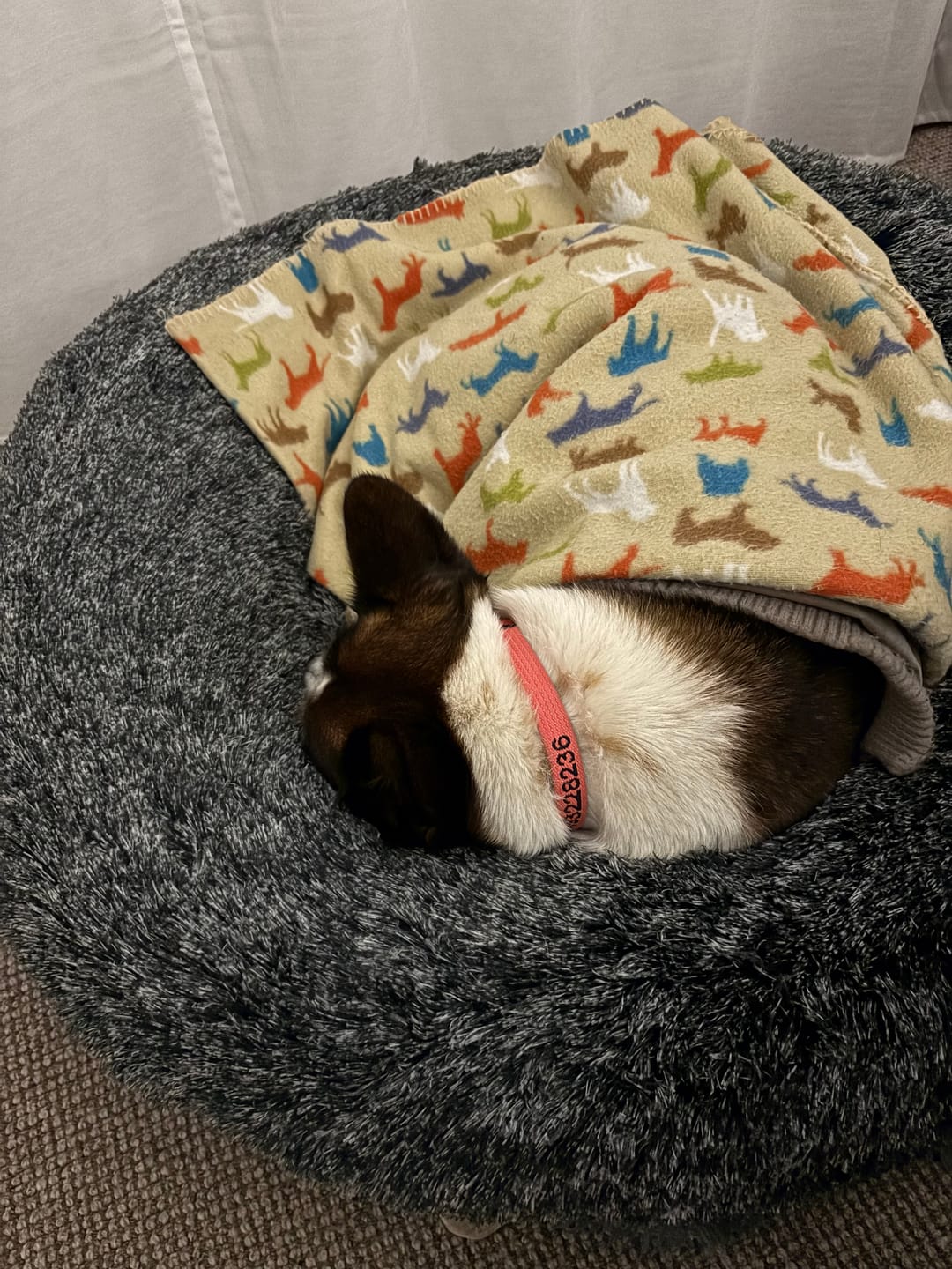 Customer photo review of Premium Calming Pet Bed with Removable Cover