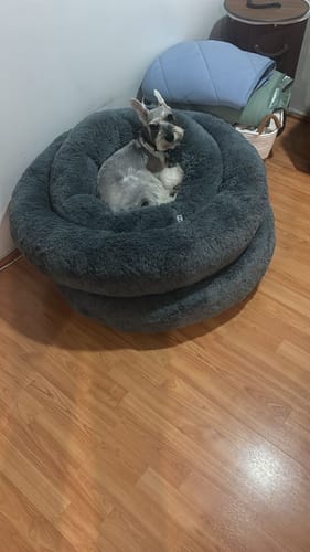 Un cliente muestra a su perro descansando sobre dos Camas Antiestrés para Perros grises apiladas.