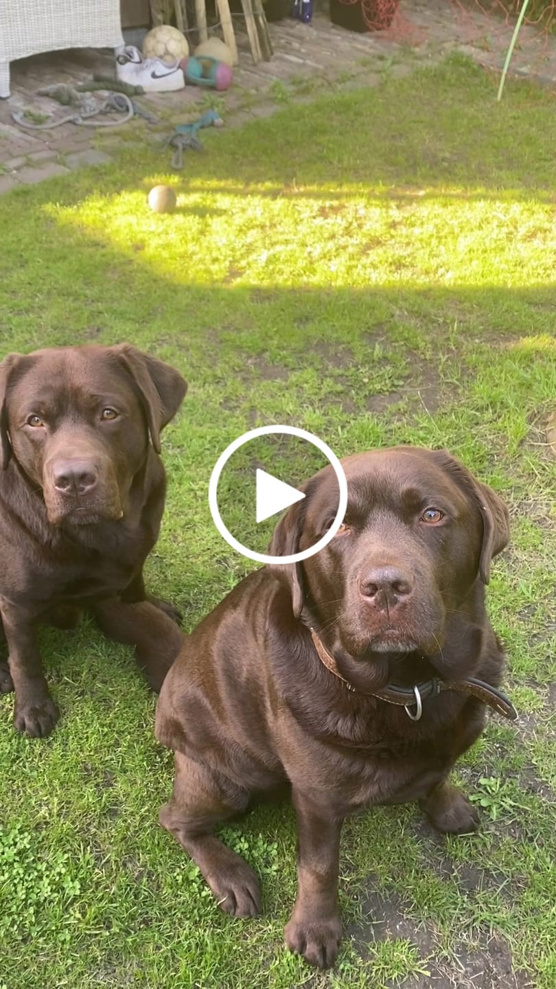 Customer video review of Magische Mr. Pooh | Lentekoek per 6