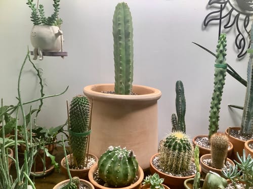 Customer photo review of San Pedro Cactus | Trichocereus (Echinopsis) Pachanoi