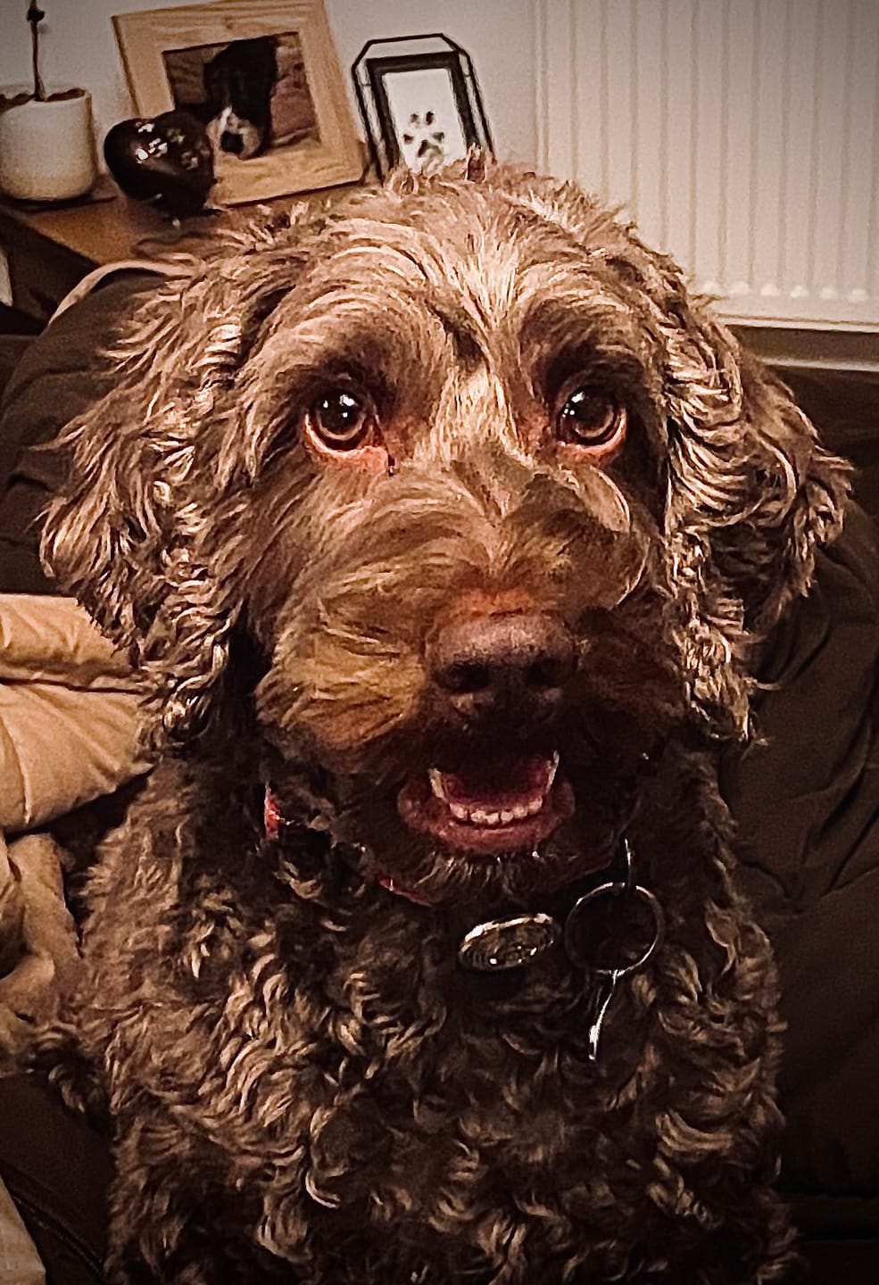 Customer photo review of collagen for dogs