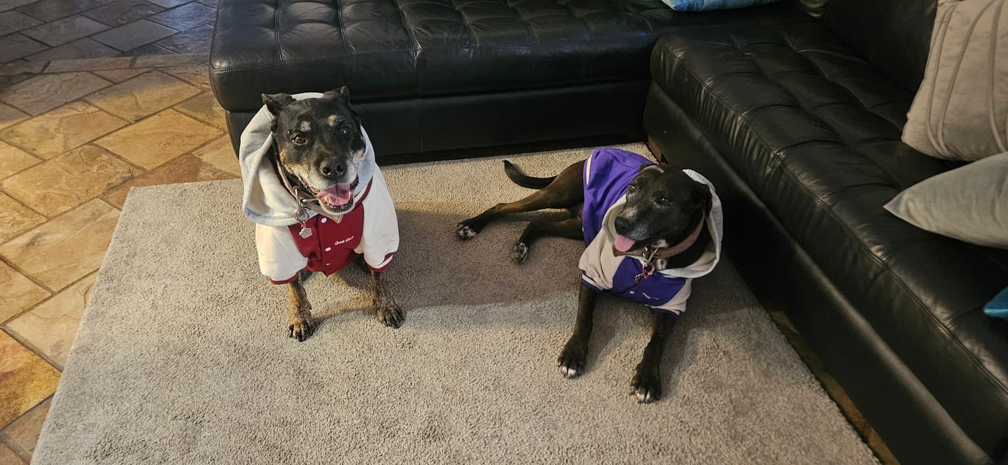 Customer photo review of Dog Varsity Jacket - Purple