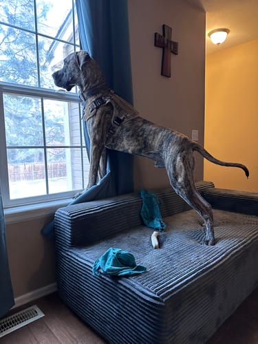 Customer's large brindle dog wearing the 4MBH Harness while looking out a window from a couch.
