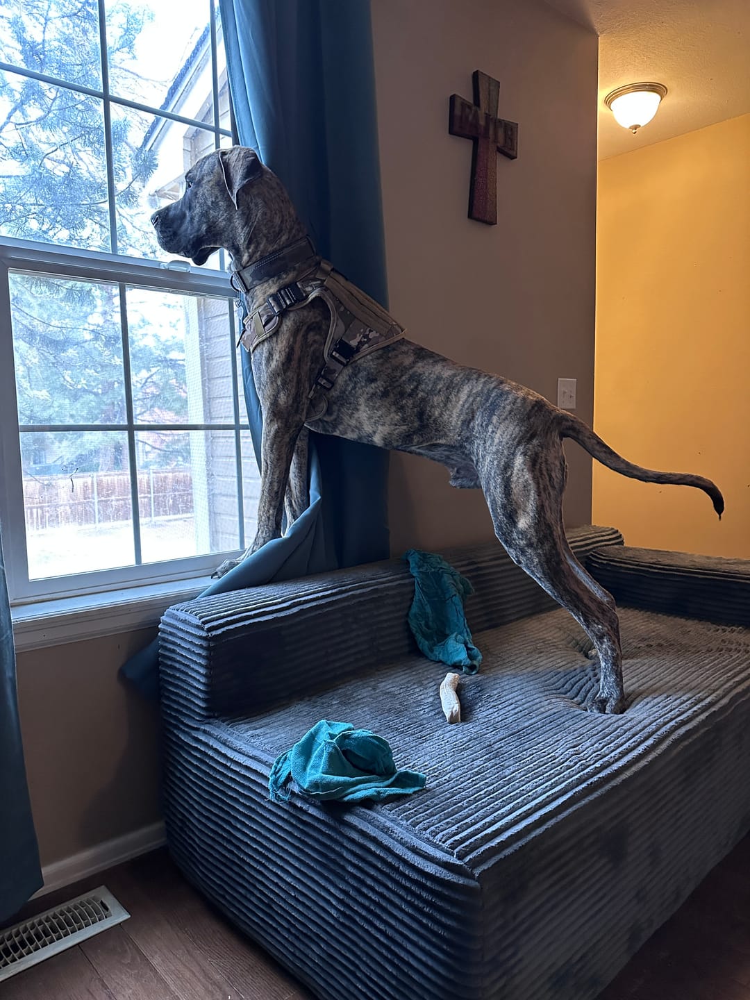 Customer photo review of 4MBH Harness Exchanges