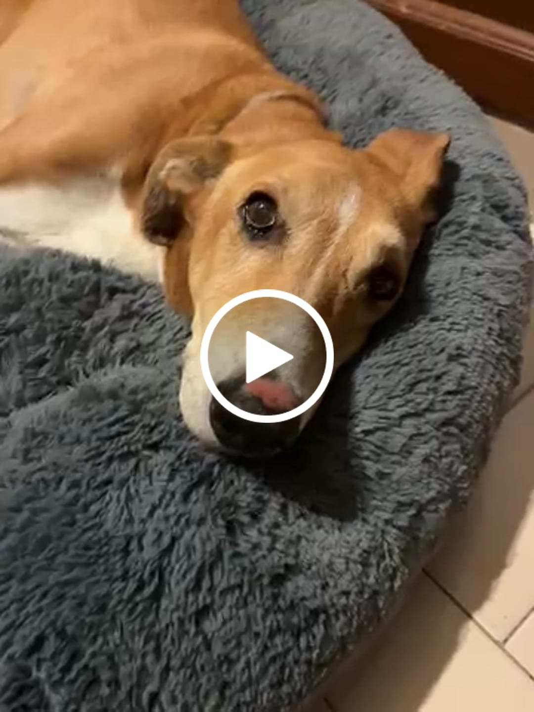 Customer video review of Cama Antiestrés para Perros