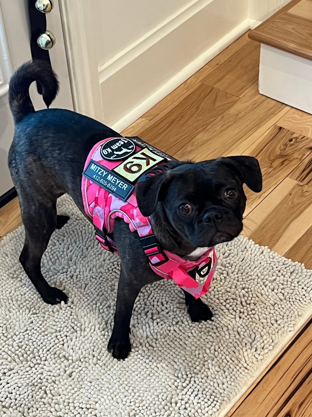 Customer photo review of Custom Hook & Loop Patch For Harness (Printed - 1 Pair)