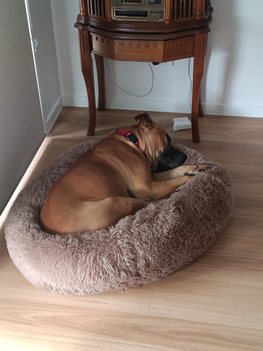 Customer photo review of Calming Pet Bed Machine Washable