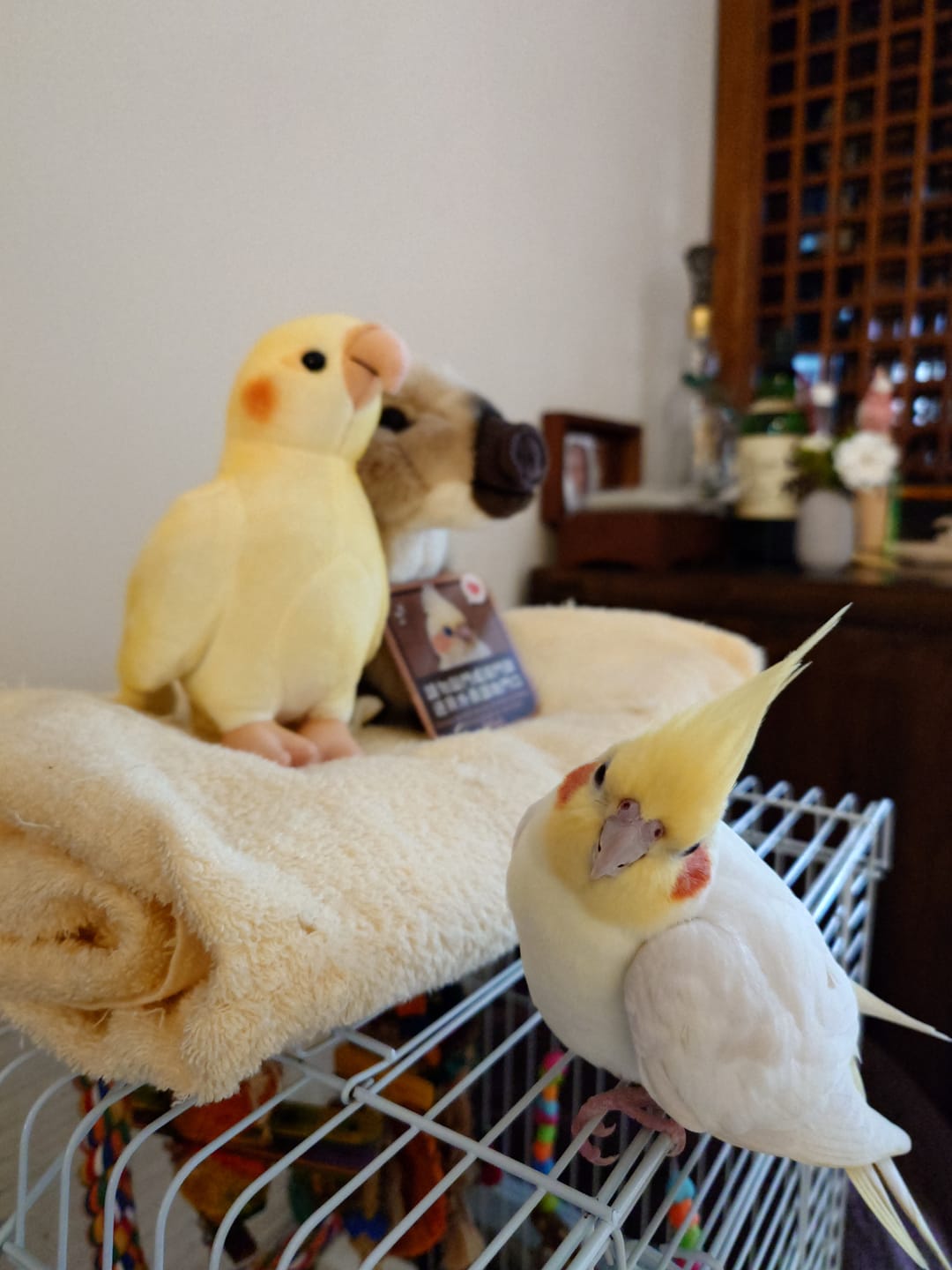 Customer photo review of Cockatiel Bird Soft Stuffed Plush Toy