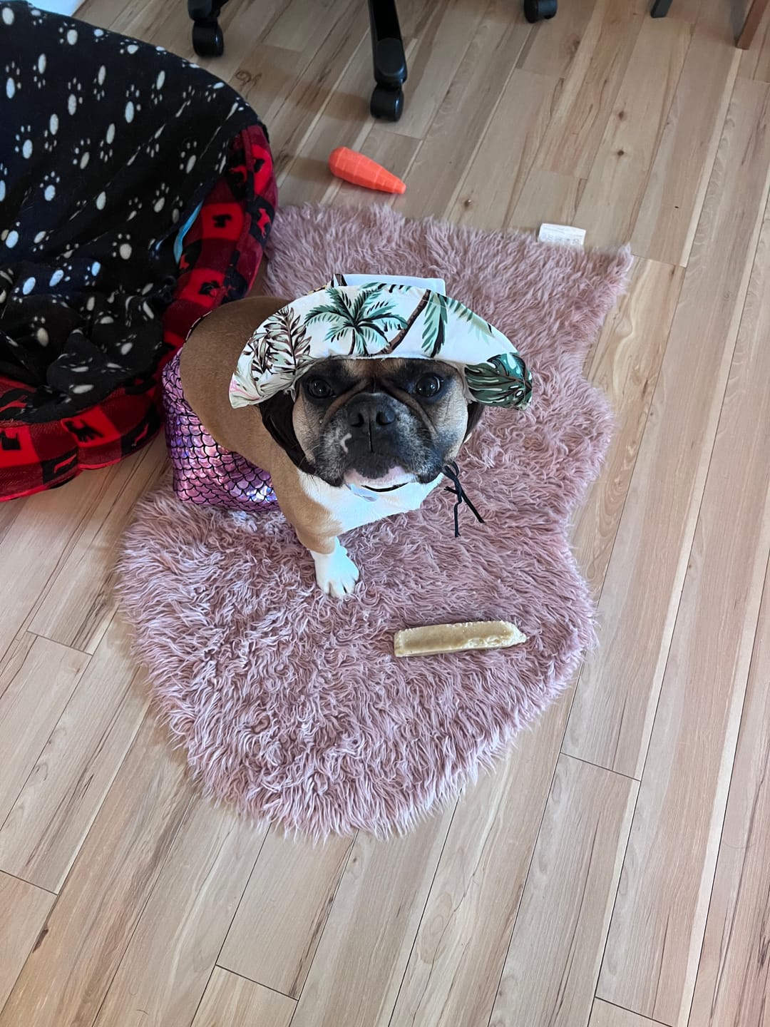 Customer photo review of Himalayan Yak Chew Flavor Pack