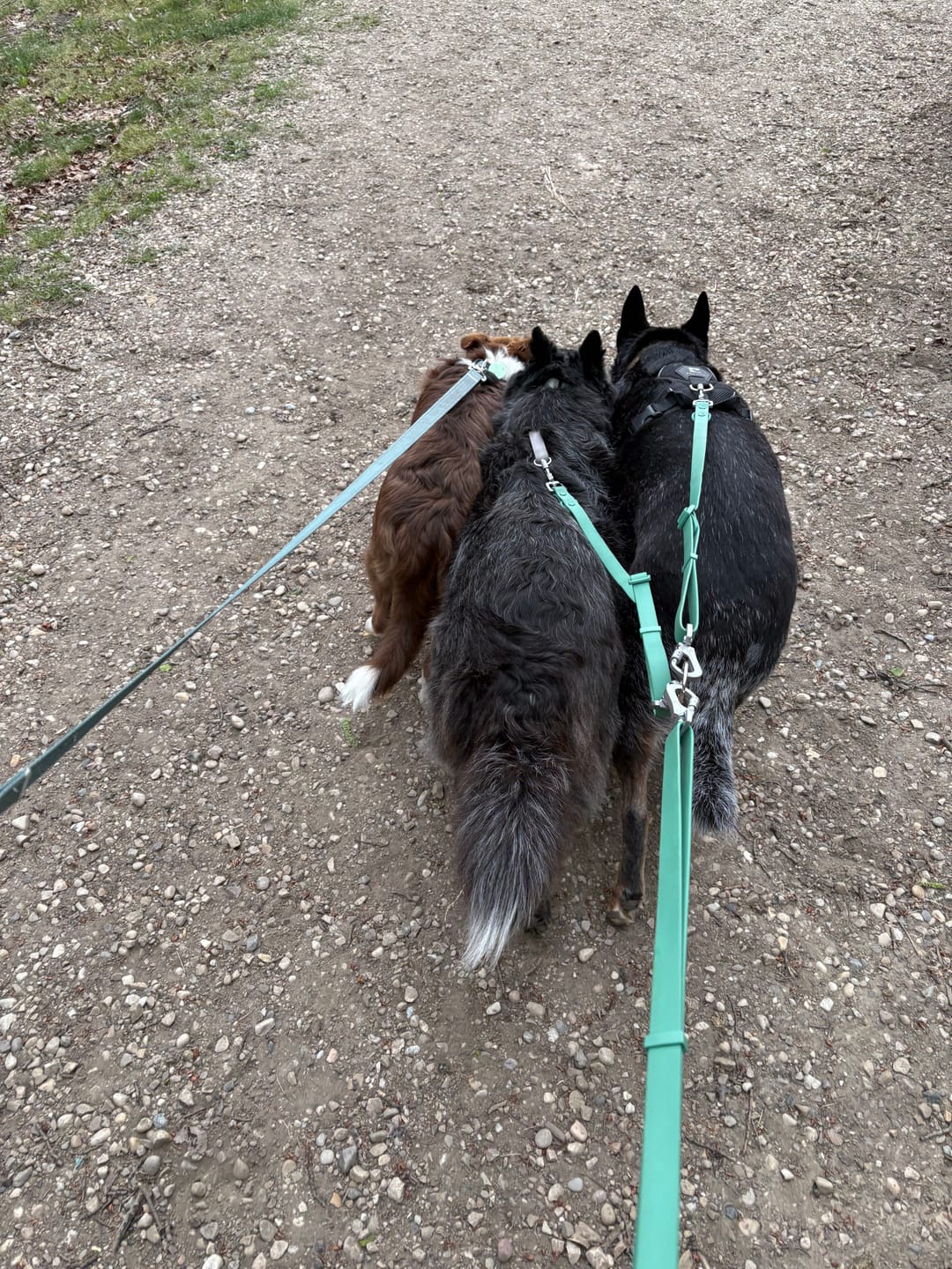 Customer photo review of Solace Waterproof Multi-Dog Connector / Traffic Handle