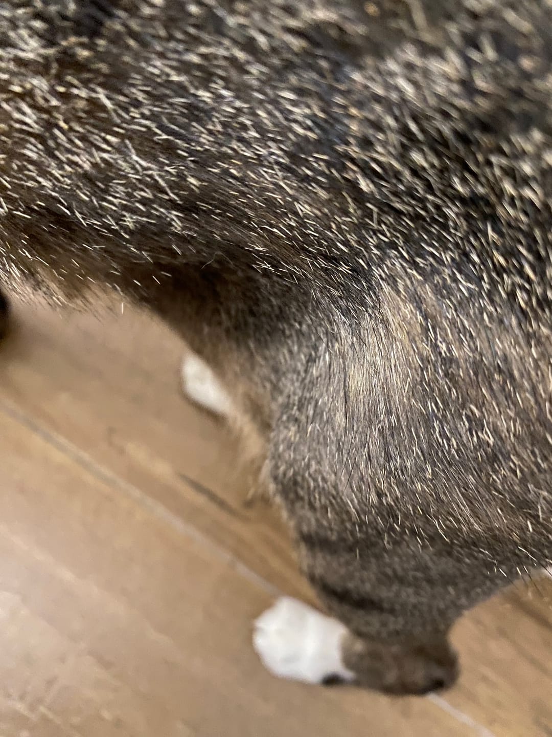 Customer photo review of 3x Blisso Advanced Cat Probiotic