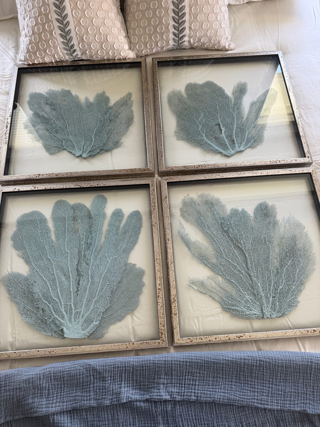 Customer photo review of Framed Custom Sea Fan Art  (multiple sizes & colors) - Silver Acid Wash Frame