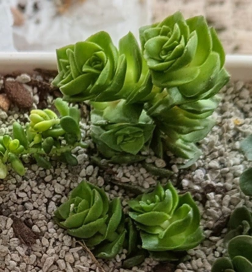 Customer photo review of Crassula Green Pagoda