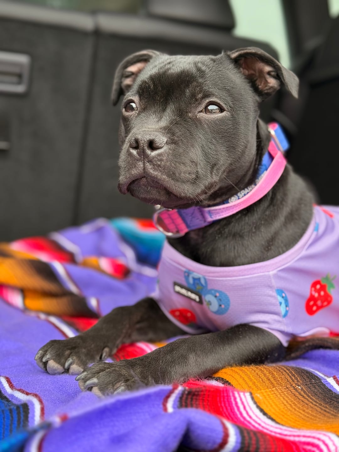 Customer photo review of Sunblock Dog T-Shirt - Berries
