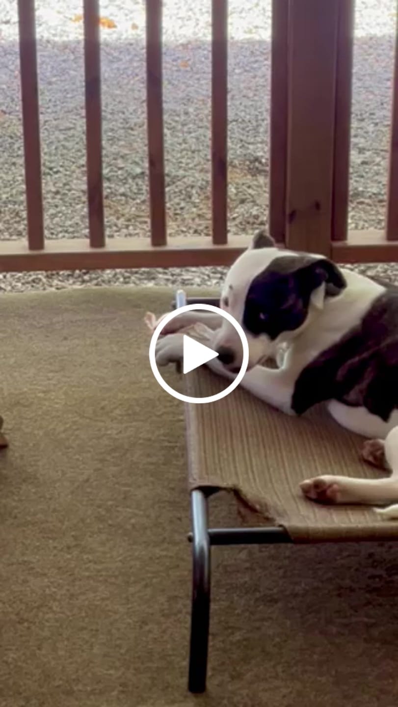 Customer video review of 3-Pack Immune-Boosting Ostrich Dog Treat Box