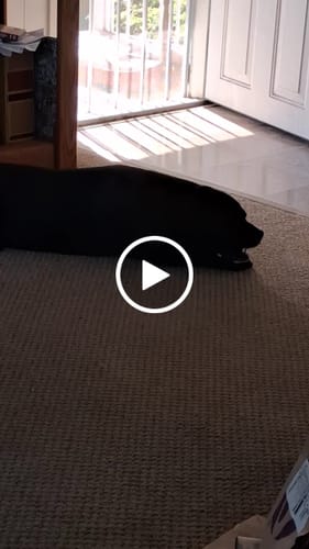 Customer video review of Long-Lasting Yak Chews — 6 Flavor Pack