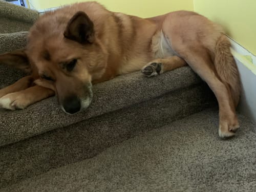 Customer photo review of Duck Feet - Frozen Raw Dog & Cat Treats - Big Country Raw
