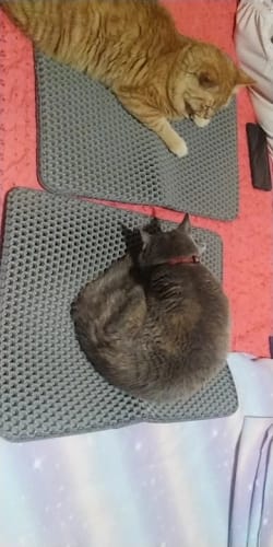 Customer photo review of Cat Litter Mat Double Layer Pet Non Slip Big Pet Litter Box Filter MatWear Resistant Waterproof Anti-slip Cat Litter Mat