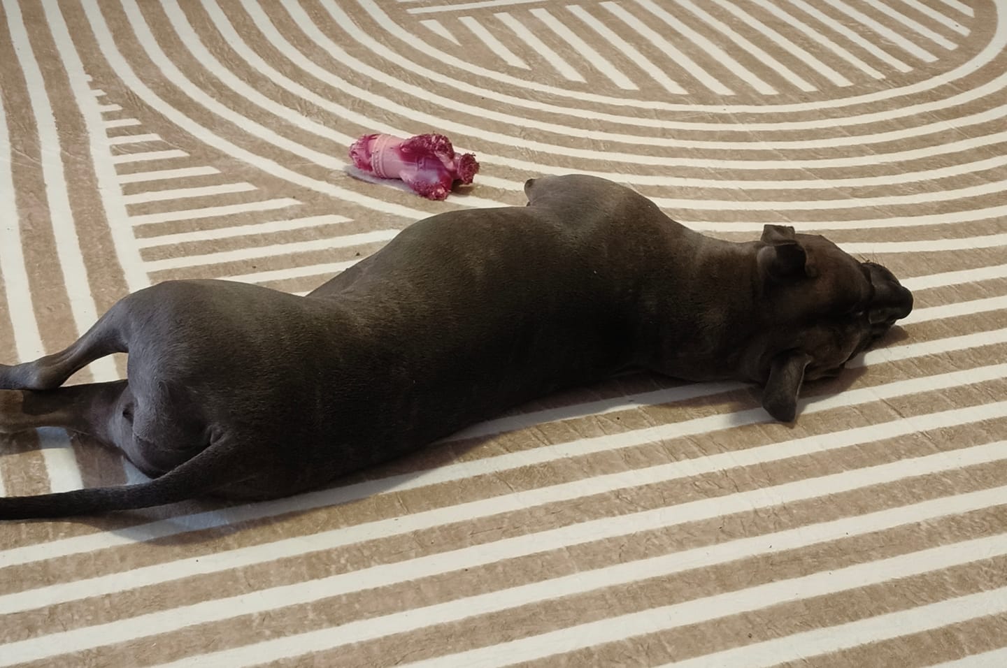 Customer photo review of The Mellow Mat v2® Designer Print | Sahara Lines (Soft Touch Sensory Tatami Rug) PR13
