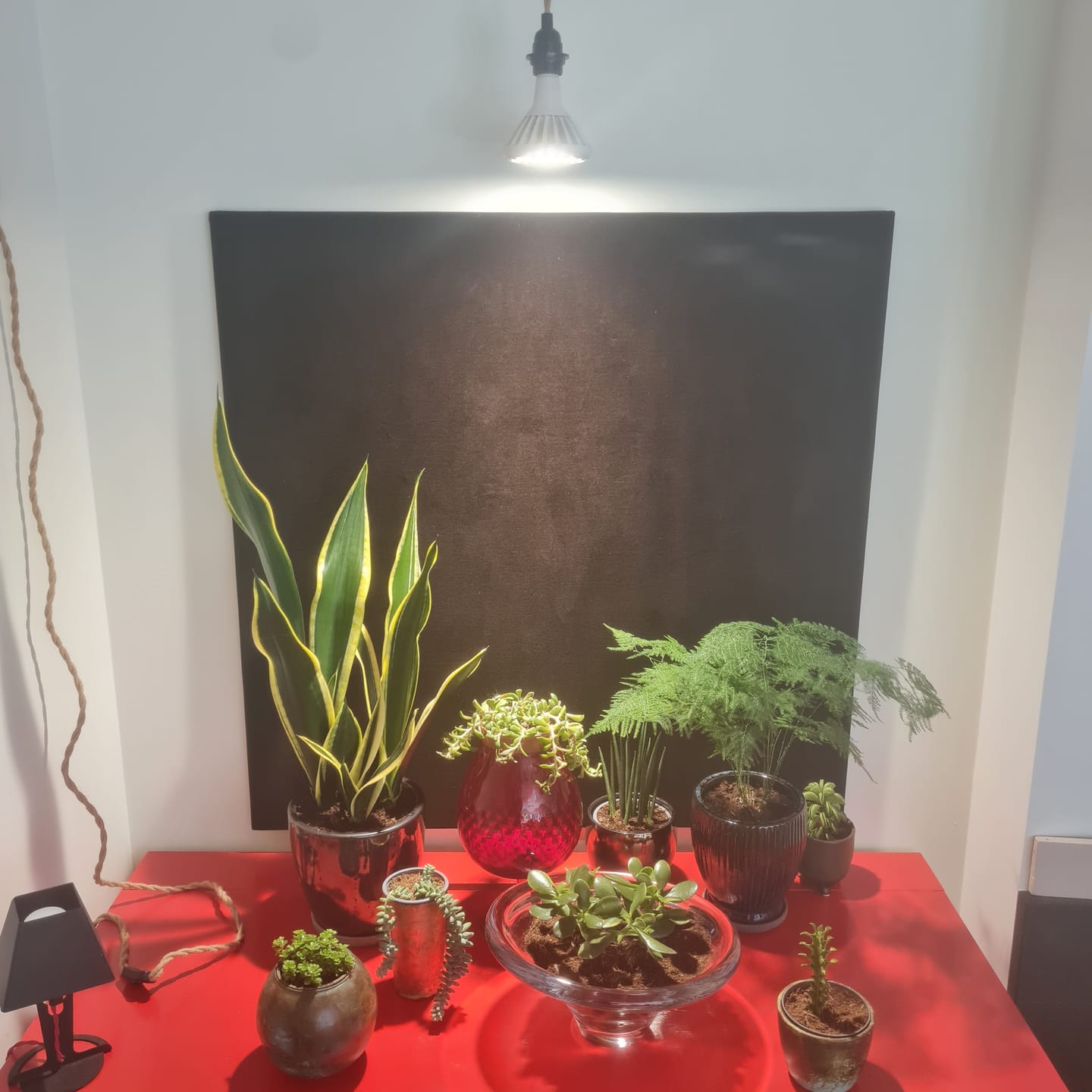 Customer photo review of Pianta 30 Grow Light LED Bulb