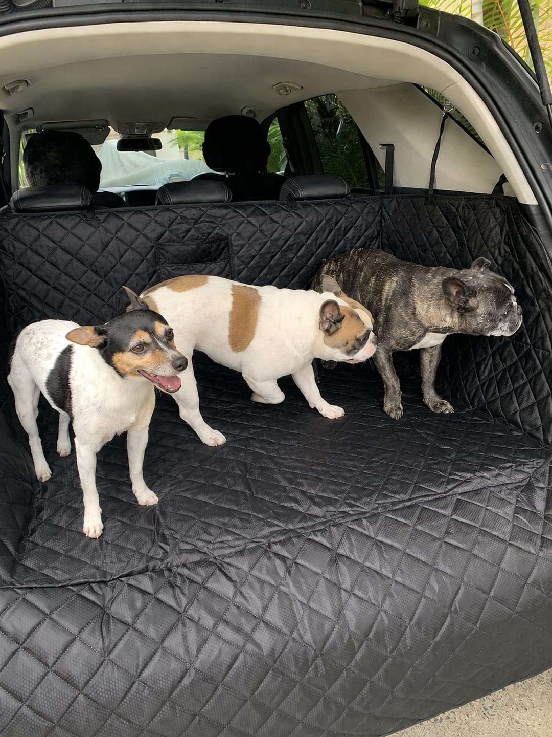 Customer photo review of Marlo&Co™ Dog Boot Cover