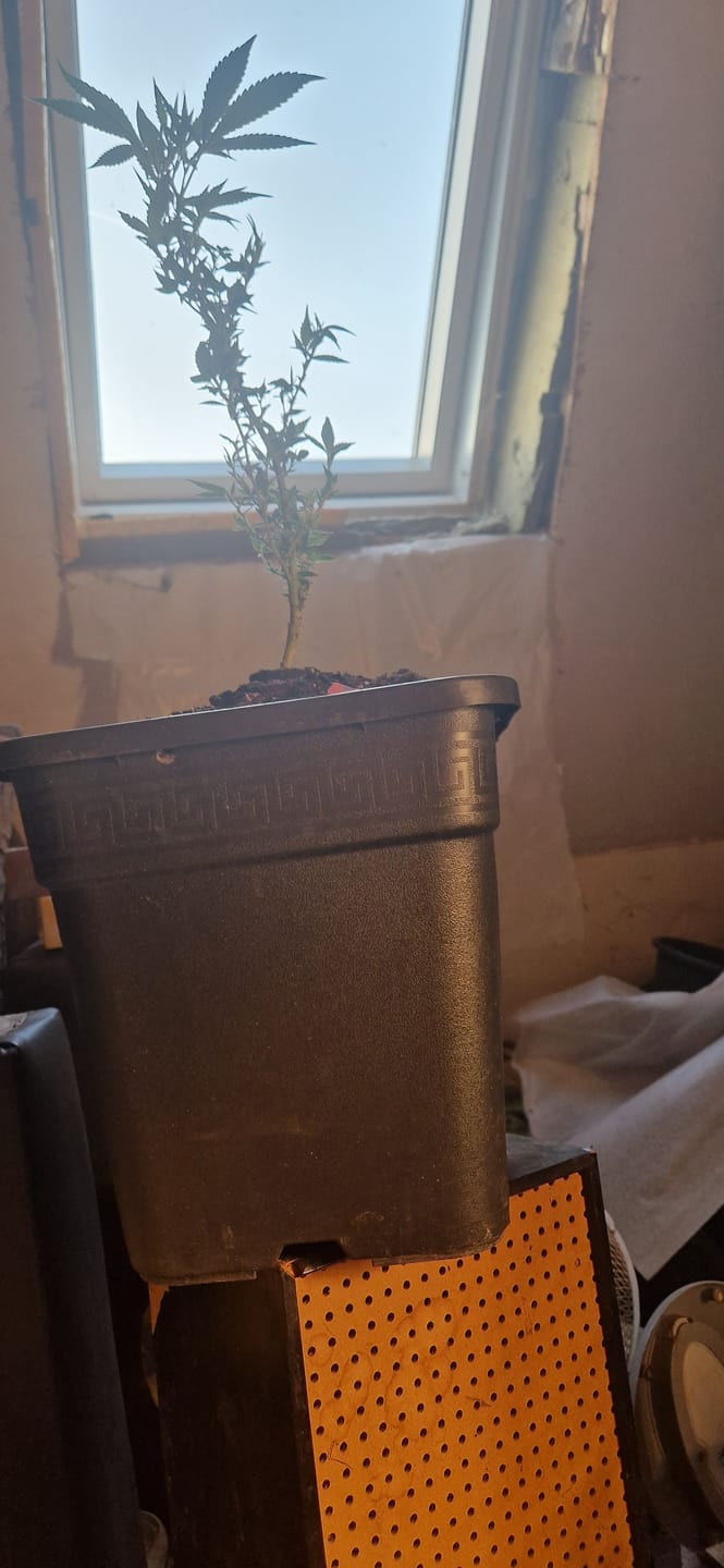 Customer photo review of Hanfstecklinge | Future Island