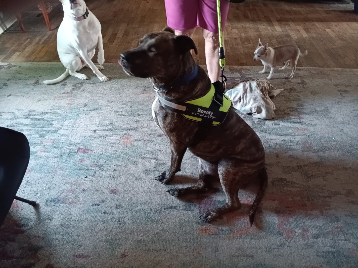 Customer photo review of Dogshood ™