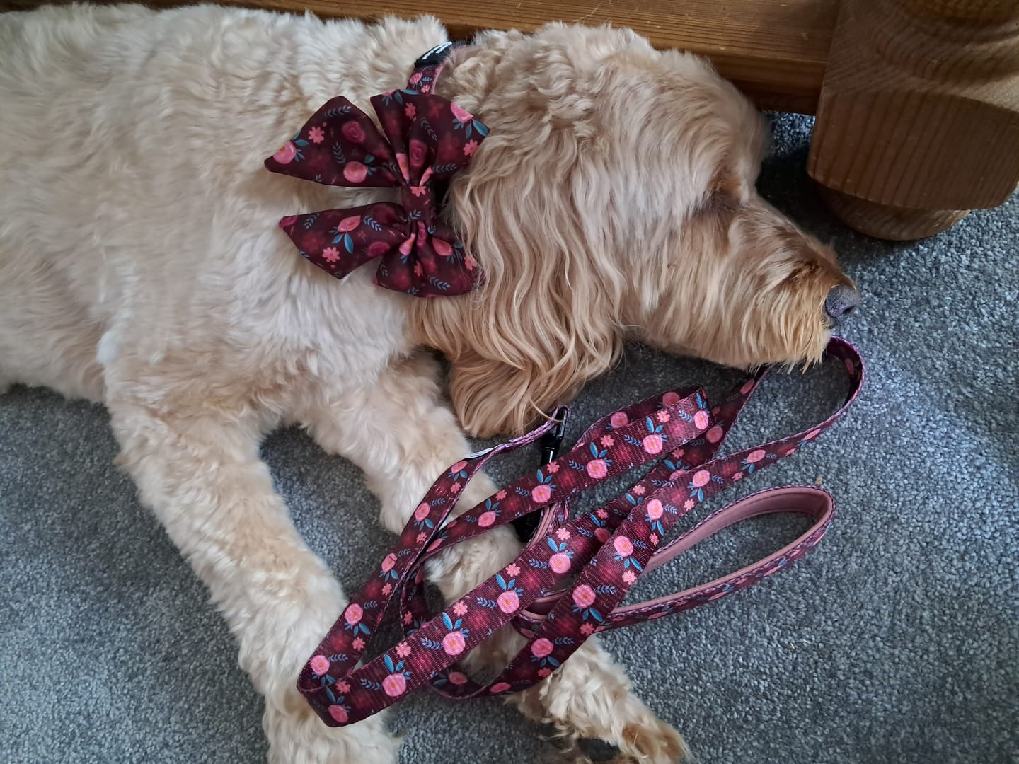 Customer photo review of Collar - Mable's Meadow
