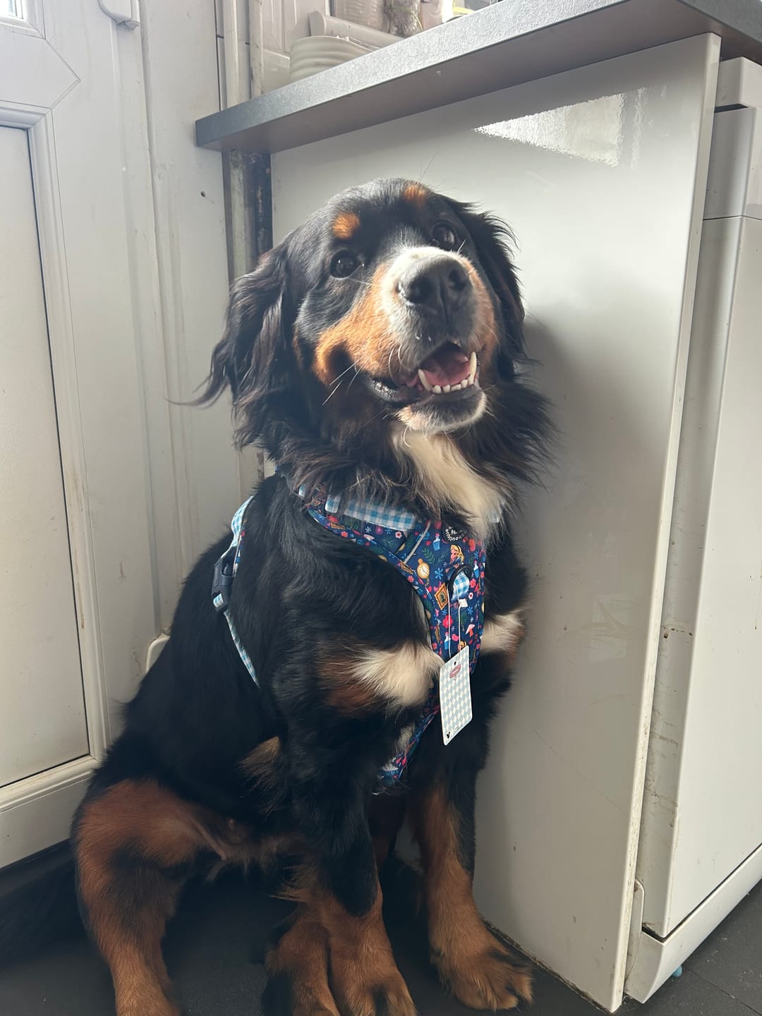Customer photo review of Disney© Tough Trails™ Harness - Alice In Wonderland