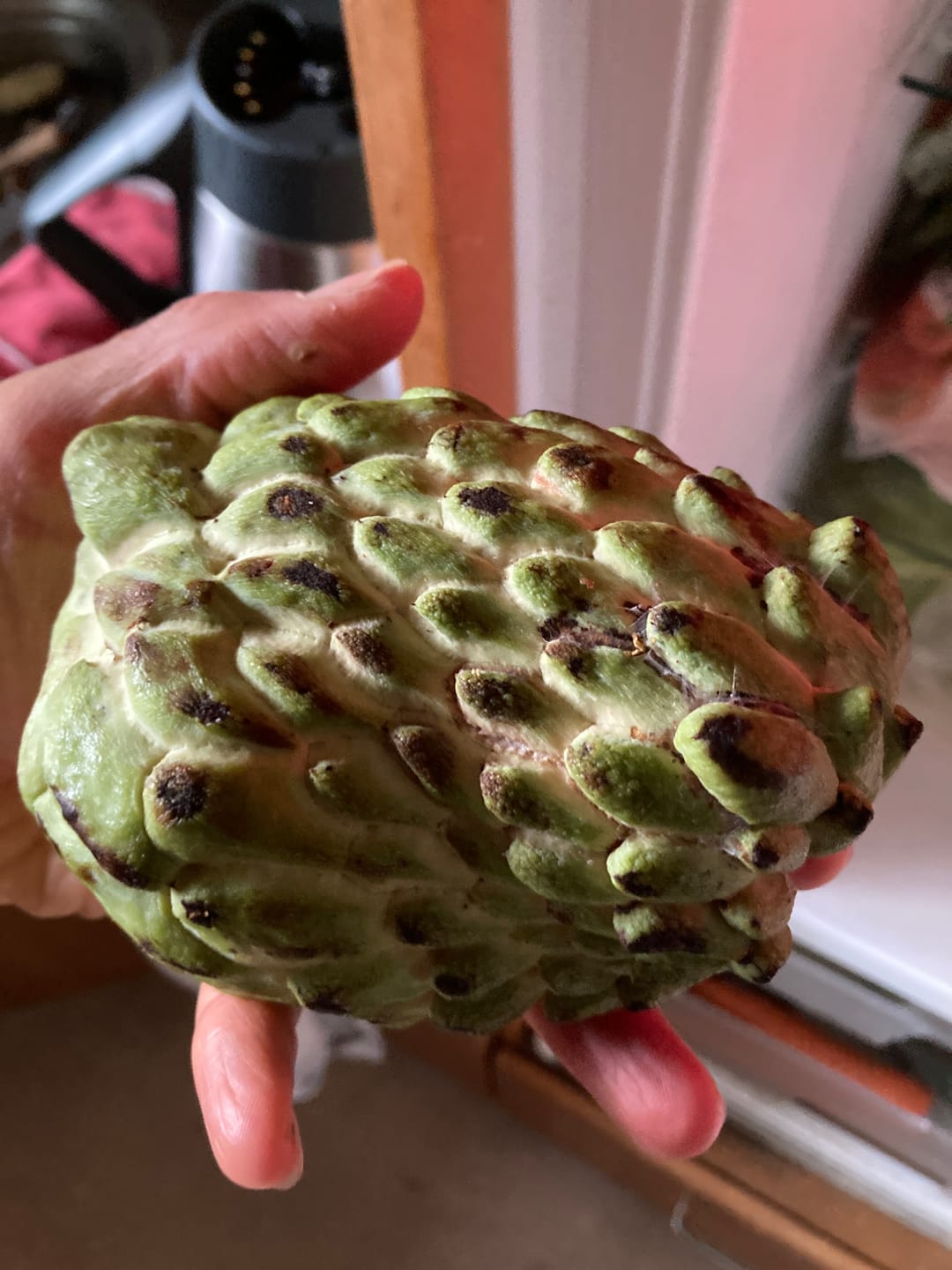 Customer photo review of Cherimoya Bio Hochernte-Retterbox Sonderaktion % 4kg