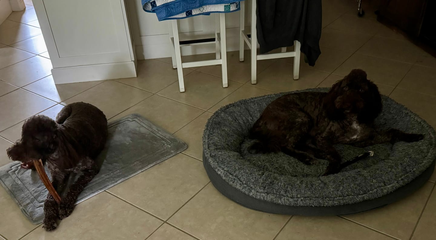 Customer photo review of Jumbo USA Odor-Free Bully Sticks