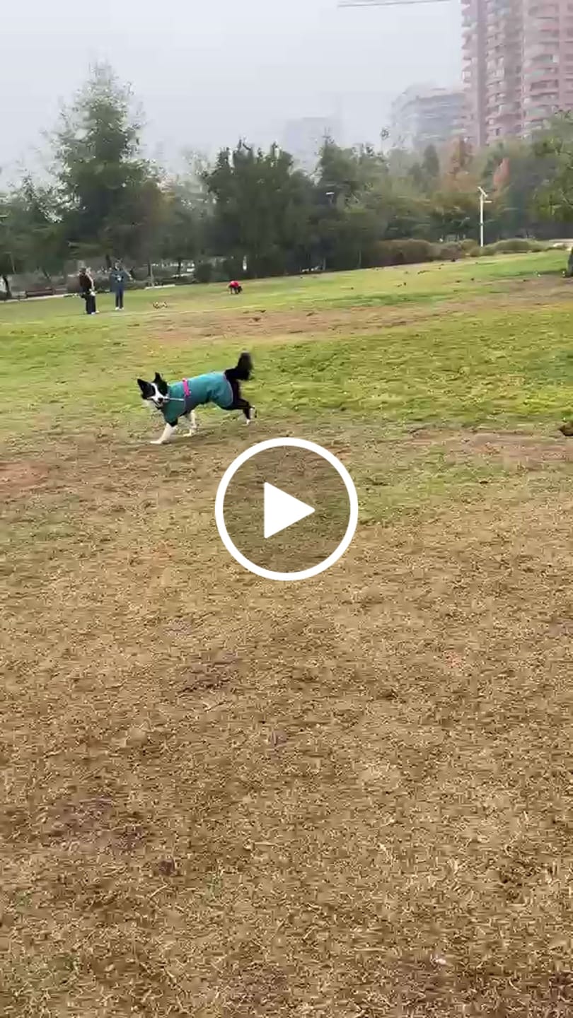 Customer video review of 🐦Polar Perro Dawson Picaflor🐦