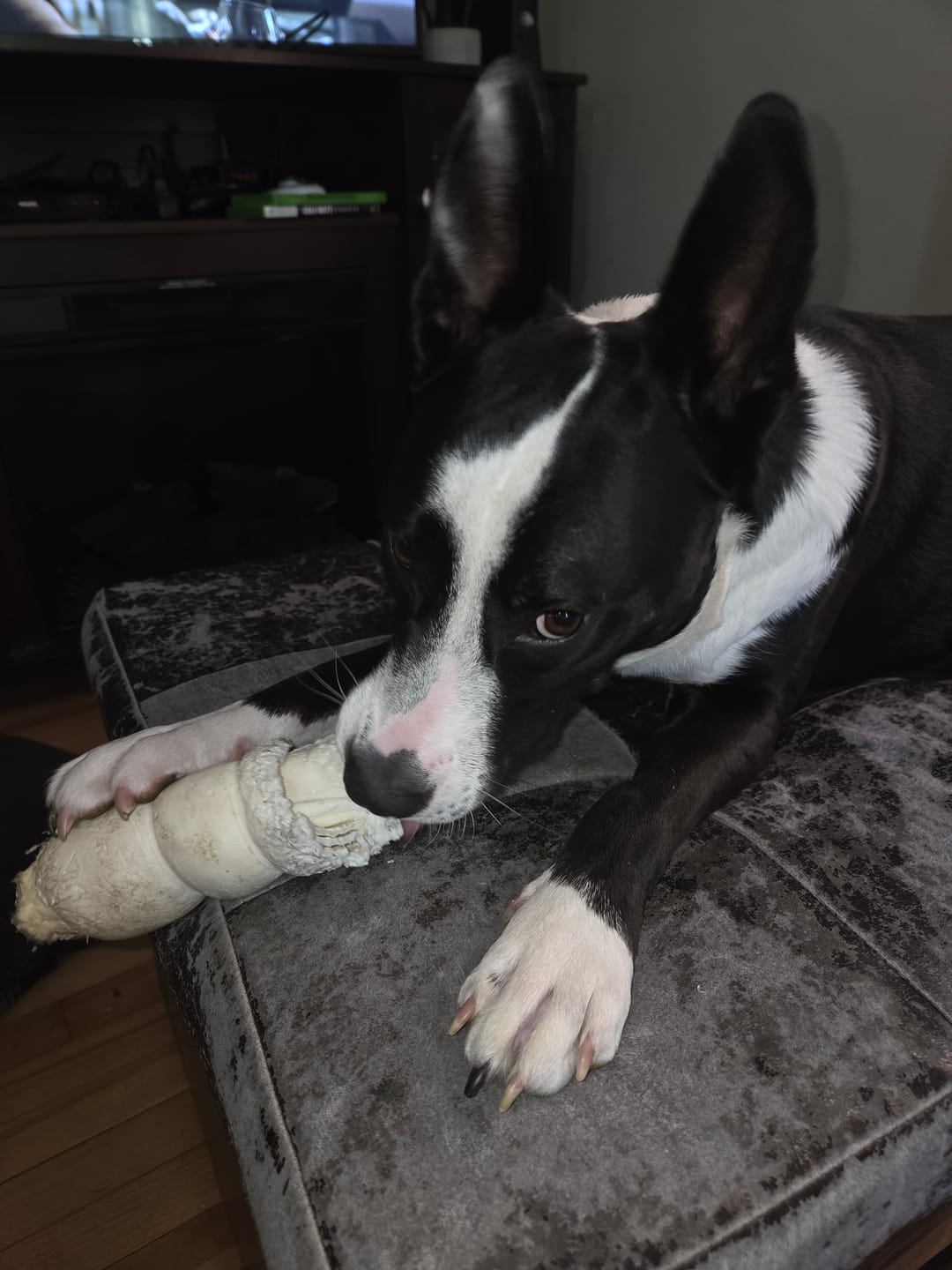 Customer photo review of Himalayan Yak Chew (LARGE)
