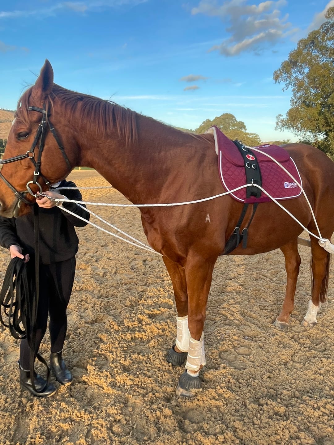 Customer photo review of LE Performance Jump Saddle Pad with Shims