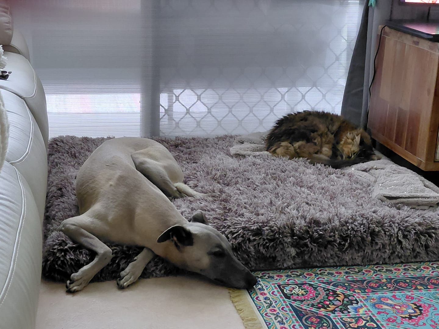 Customer photo review of Premium SuperMat Calming Bed