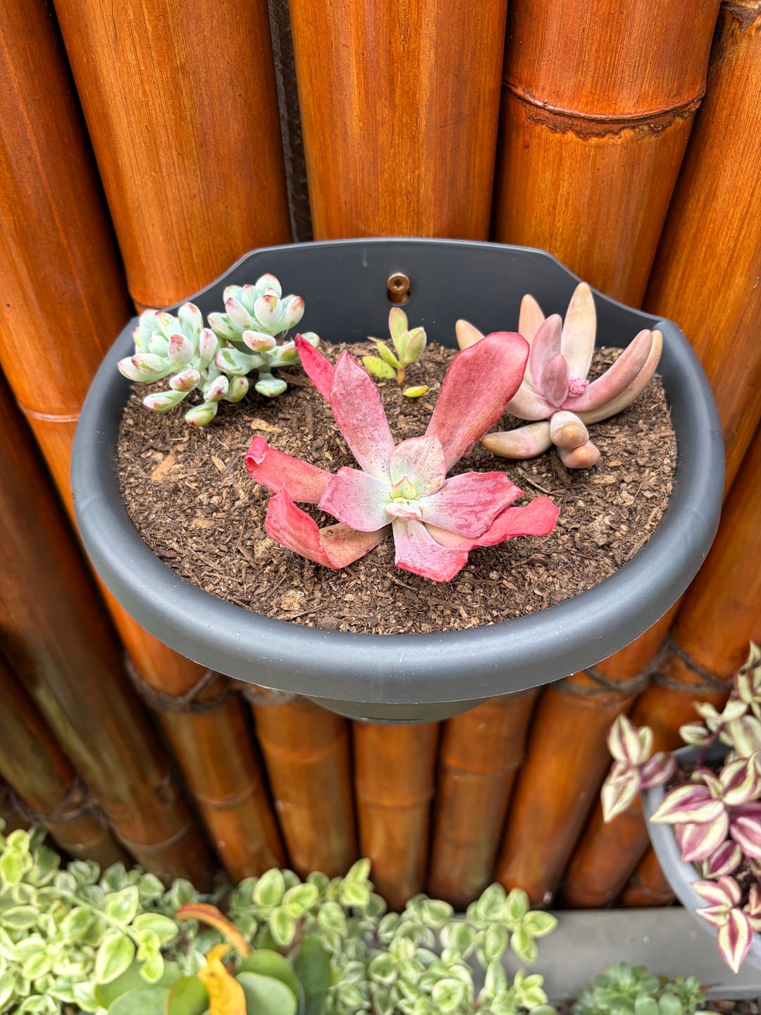 Customer photo review of Pachysedum Ganzhou - Cutting