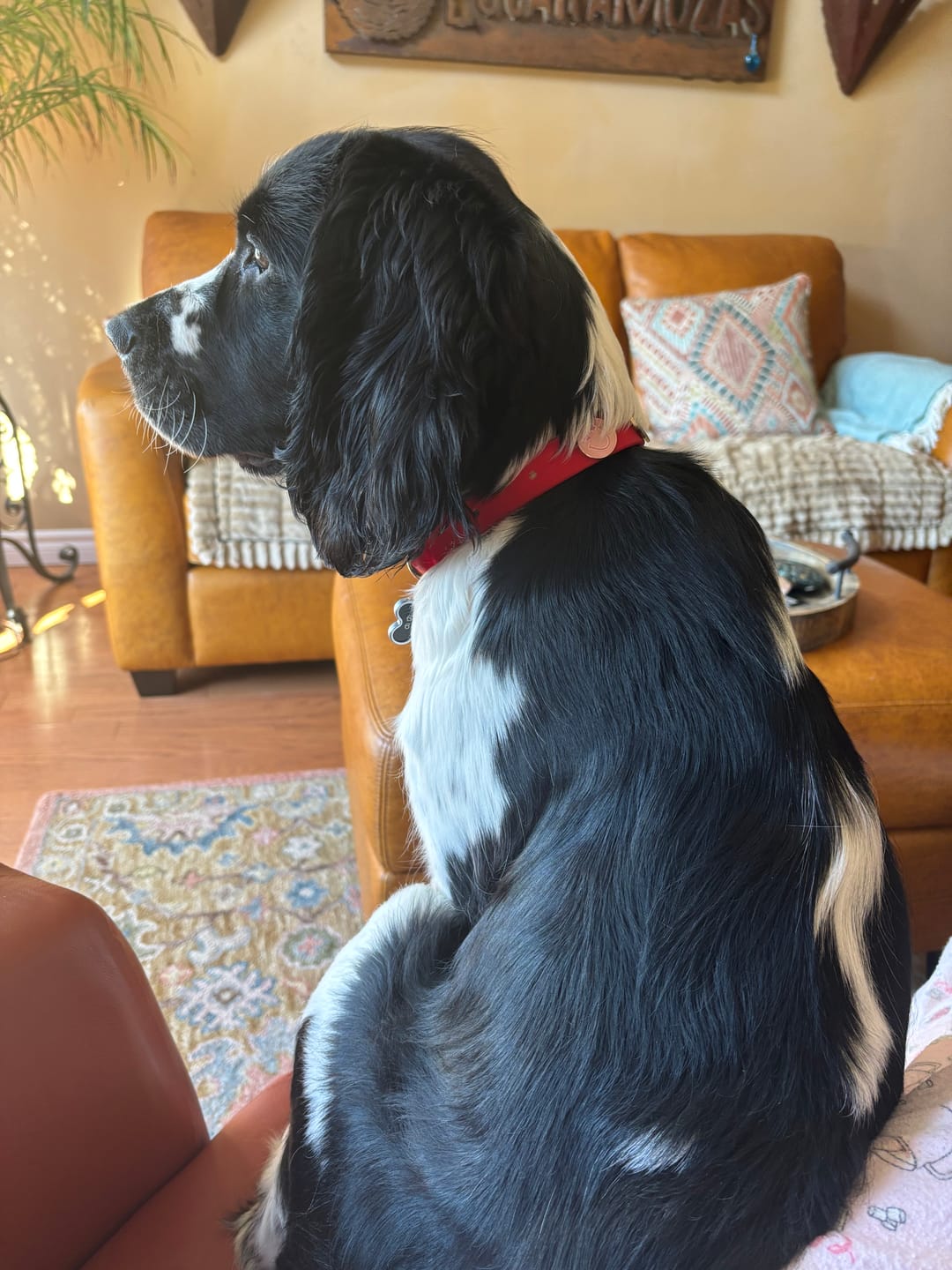 Customer photo review of Moodies Collar