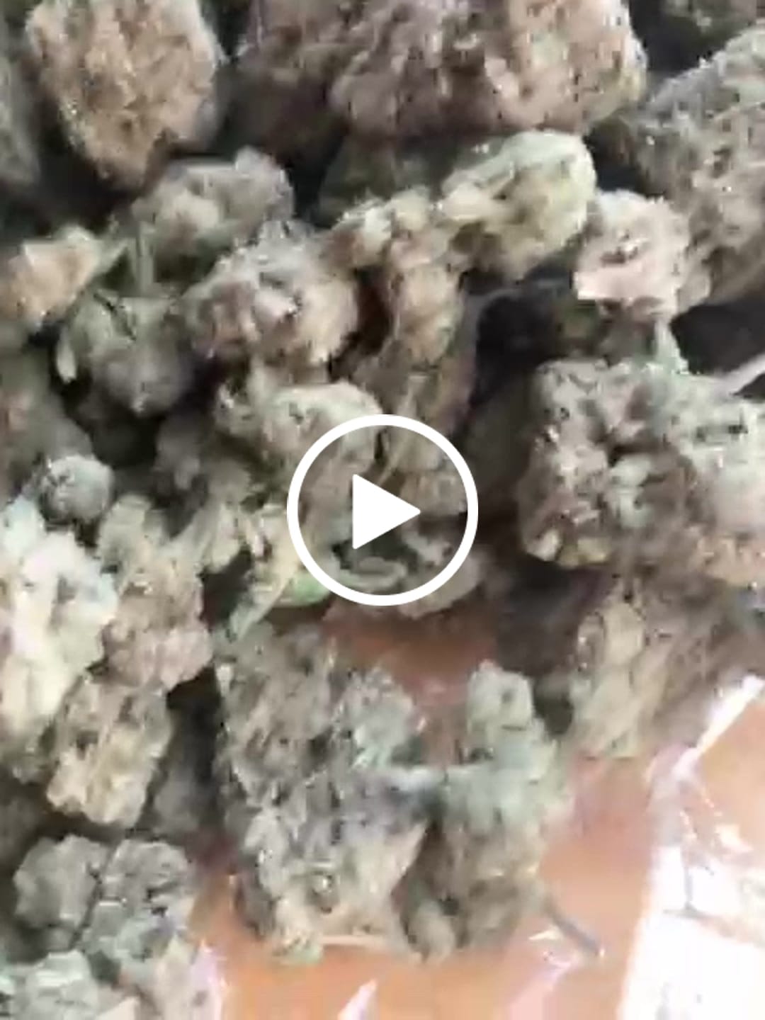 Customer video review of Blueberry Headband  - Bulk - Hybrid
